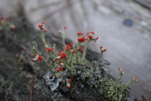 Little Moss Friends