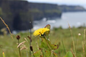 "Flower at the Cliffs of Moher"