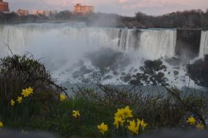 Flowers at the American Falls