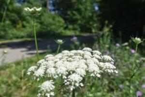 Along a Trail