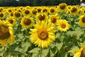 Sunflowers