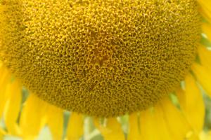 Sunflower Close Up