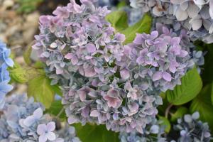 Hydrangeas