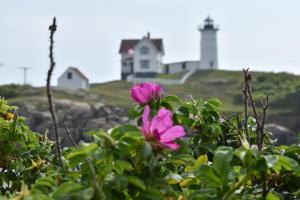 Flowers at the Nubble