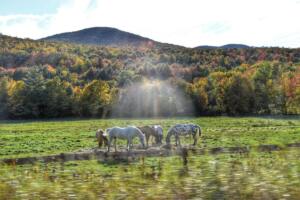 Heavenly Horses