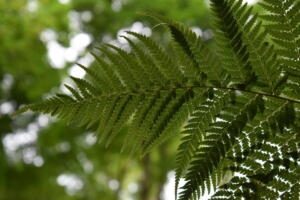 Fern