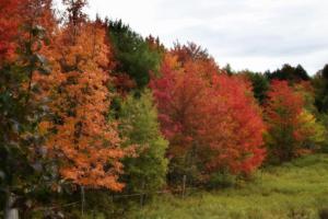 Autumn Trees, Stagecoach Road, Morrisville, VT